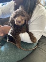 Labradoodle Puppies for sale in Hurst, TX 76053, USA. price: NA