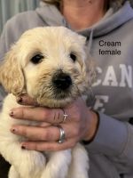 Labradoodle Puppies for sale in Holiday City, OH 43543, USA. price: NA