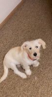 Labradoodle Puppies for sale in Sylvania, OH, USA. price: NA