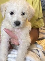Labradoodle Puppies for sale in Harrisburg, OH, USA. price: NA