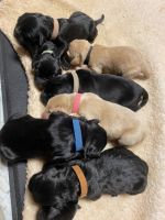 Labradoodle Puppies for sale in Baldwin, GA, USA. price: NA