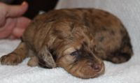 Labradoodle Puppies for sale in Lumber Bridge, NC 28357, USA. price: NA