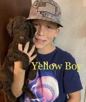 Labradoodle Puppies for sale in Mayer, AZ 86333, USA. price: NA