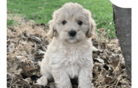 Labradoodle Puppies for sale in Winfield City School District, AL, USA. price: NA