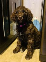 Labradoodle Puppies for sale in Caldwell, ID, USA. price: NA