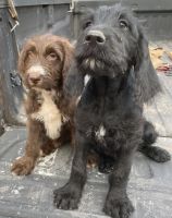 Labradoodle Puppies for sale in Sacramento County, CA, USA. price: NA