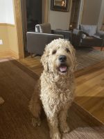Labradoodle Puppies for sale in Windsor, CO, USA. price: NA