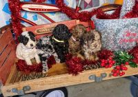 Labradoodle Puppies for sale in Syracuse, IN 46567, USA. price: NA