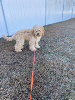Labradoodle Puppies for sale in Winterville, NC, USA. price: NA