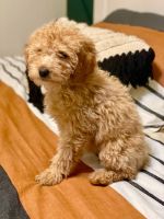 Labradoodle Puppies for sale in Seattle, WA, USA. price: NA