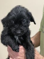 Labradoodle Puppies for sale in Port St. Lucie, FL, USA. price: NA
