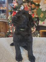 Labradoodle Puppies for sale in Aiken, SC, USA. price: NA