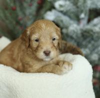 Labradoodle Puppies for sale in Whittier, CA, USA. price: NA