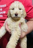 Labradoodle Puppies for sale in Springfield, MO, USA. price: NA