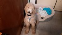 Labradoodle Puppies for sale in Indianapolis, IN, USA. price: NA