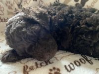 Labradoodle Puppies for sale in Deer Park, WA 99006, USA. price: NA