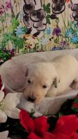 Labradoodle Puppies for sale in Ashland, MS 38603, USA. price: NA