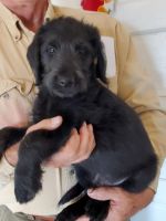 Labradoodle Puppies for sale in Rawlings, VA 23876, USA. price: NA