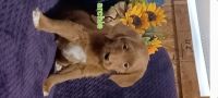 Labradoodle Puppies for sale in Grabill, IN 46741, USA. price: NA