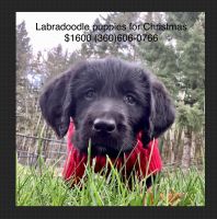 Labradoodle Puppies for sale in Woodland, WA 98674, USA. price: NA