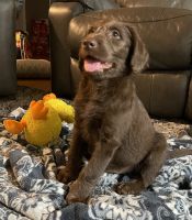Labradoodle Puppies for sale in Clinton, MO 64735, USA. price: NA