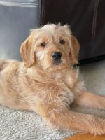 Labradoodle Puppies for sale in Canton, MI, USA. price: NA