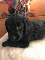 Labradoodle Puppies for sale in Ghent, NY, USA. price: NA