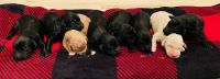Labradoodle Puppies for sale in London, KY, USA. price: NA