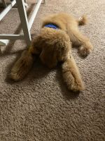 Labradoodle Puppies for sale in District Heights, MD 20747, USA. price: NA