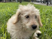 Labradoodle Puppies for sale in La Marque, TX, USA. price: NA