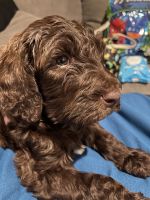 Labradoodle Puppies for sale in Las Vegas, NV 89108, USA. price: NA