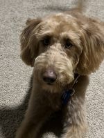 Labradoodle Puppies for sale in Victorville, CA, USA. price: NA