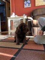 Labradoodle Puppies for sale in Fort Morgan, CO 80701, USA. price: NA