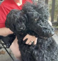 Labradoodle Puppies for sale in Gainesville, FL, USA. price: NA
