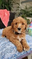 Labradoodle Puppies for sale in 687 N Brawley Ave, Fresno, CA 93706, USA. price: NA