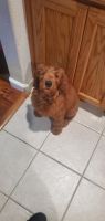 Labradoodle Puppies for sale in Fresno, CA, USA. price: NA