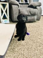 Labradoodle Puppies for sale in Nevada, MO 64772, USA. price: NA