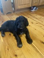 Labradoodle Puppies for sale in Due West, SC 29639, USA. price: NA