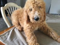 Labradoodle Puppies for sale in Homosassa Springs, FL, USA. price: NA