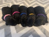 Labradoodle Puppies for sale in Ceres, CA, USA. price: NA
