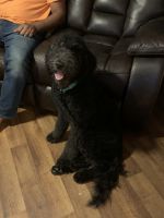 Labradoodle Puppies for sale in Opelousas, LA 70570, USA. price: NA