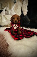 Labradoodle Puppies for sale in Berne, NY 12023, USA. price: NA