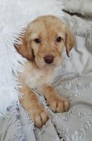 Labradoodle Puppies for sale in Duluth, MN, USA. price: NA