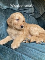 Labradoodle Puppies for sale in East Freetown, MA 02717, USA. price: NA