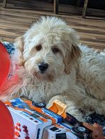 Labradoodle Puppies for sale in Bonney Lake, WA 98391, USA. price: NA