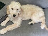 Labradoodle Puppies for sale in Dix Hills, NY, USA. price: NA