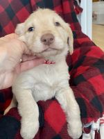 Labradoodle Puppies for sale in Rexburg, ID 83440, USA. price: NA