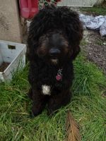 Labradoodle Puppies for sale in Bakersfield, CA, USA. price: NA