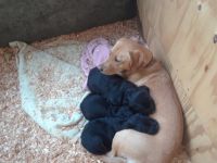 Labradoodle Puppies for sale in Thompson Falls, MT 59873, USA. price: NA