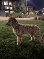 Labradoodle Puppies for sale in Irvine, CA, USA. price: NA